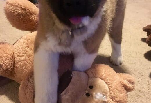 Healthy Male And Female American Akita Puppies Available