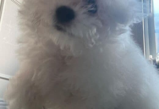 Lovely Bichon Frise Puppies