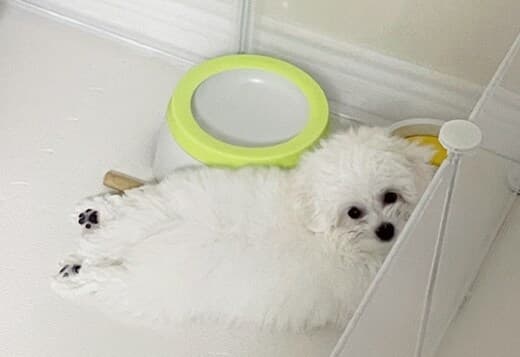 Lovely Bichon Frise Puppies