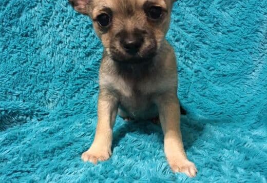 Potty Trained Chihuahua Puppies Looking for a New Home