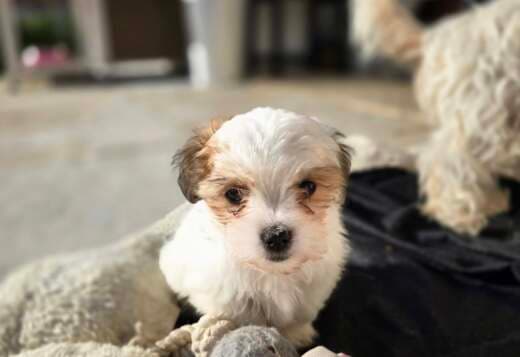Coton De Tulear Puppies, Ready to Go.