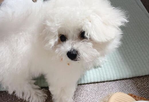 Lovely Bichon Frise Puppies