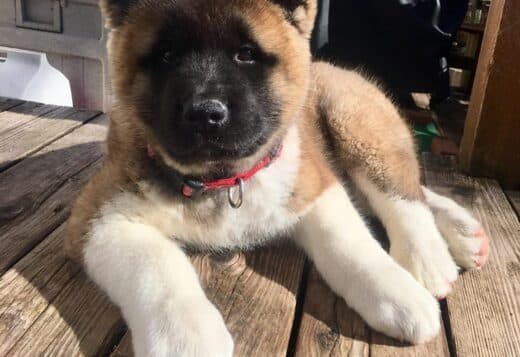 Healthy Male And Female American Akita Puppies Available