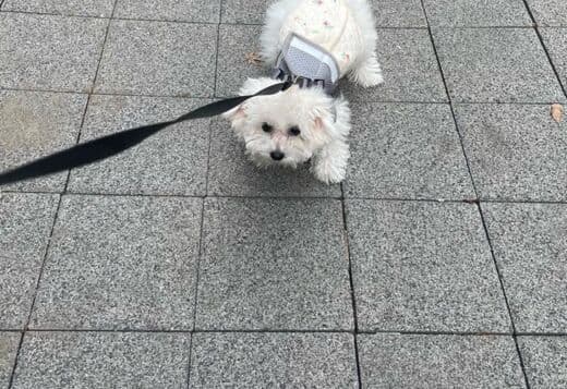 Lovely Bichon Frise Puppies