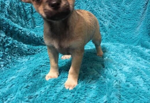 Potty Trained Chihuahua Puppies Looking for a New Home