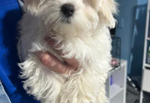 Coton De Tulear Puppies, Ready to Go.