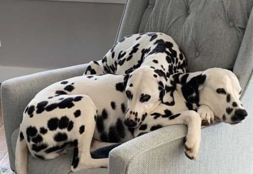 Male And Female Dalmatian Beautiful Puppies