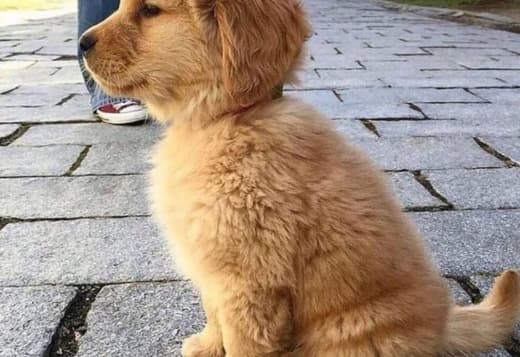 Registered Golden Retriever Puppies