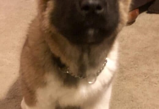 Healthy Male And Female American Akita Puppies Available