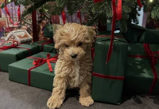 Magnificent Tea Cup Maltipoo Puppies