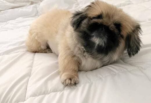 Purebred Pekingese for rehoming