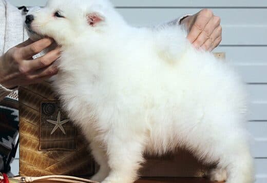 Adorable And Cute Little Samoyed Puppies