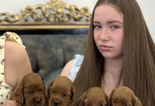Cockapoo puppies for sale