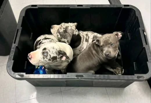 Pitbull puppies for sale