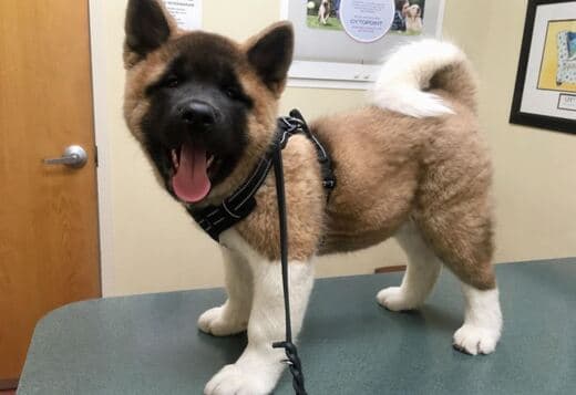 Healthy Male And Female American Akita Puppies Available