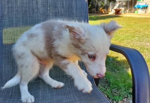 Cute Border Collie Puppies