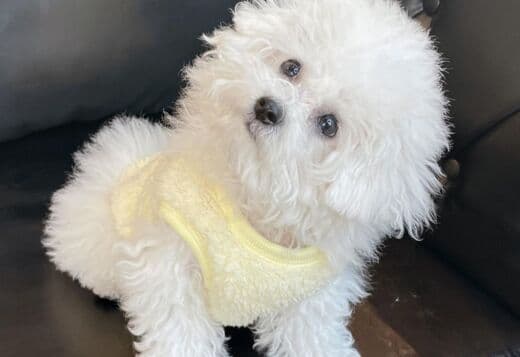 Lovely Bichon Frise Puppies