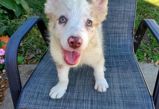 Cute Border Collie Puppies