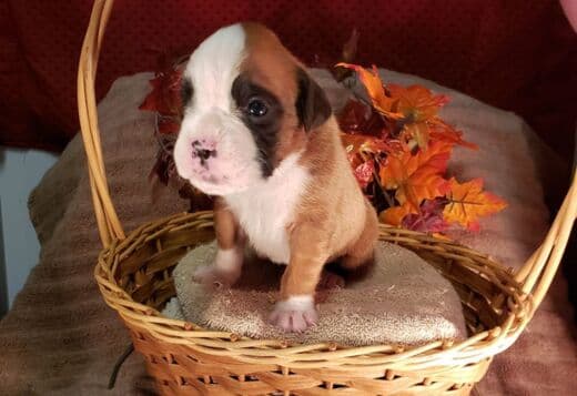 Healthy, Adorable Boxer Puppies Available