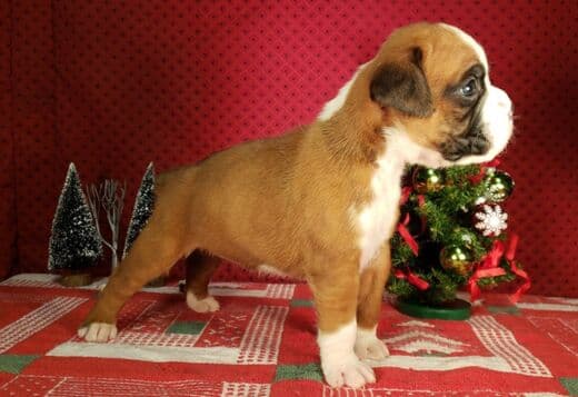 Healthy, Adorable Boxer Puppies Available