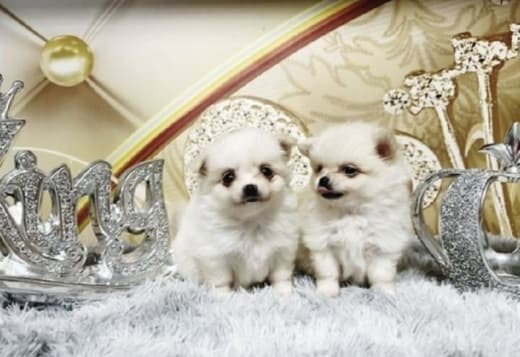 Available For Rehoming Chihuahua Puppies 470-673-7509