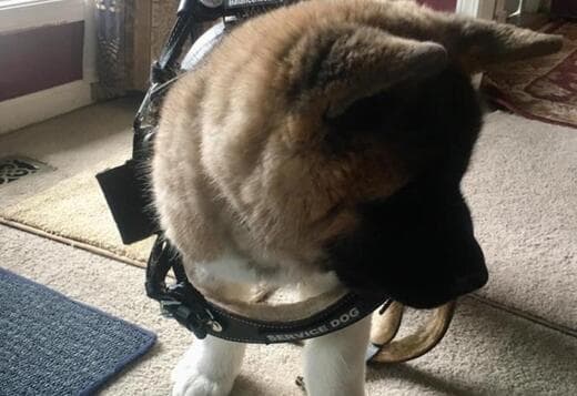 Healthy Male And Female American Akita Puppies Available