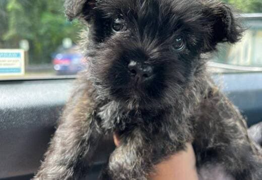 Cute Cairn Terrier Puppies Available!