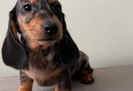 Gorgeous Dachshund Puppies for rehoming
