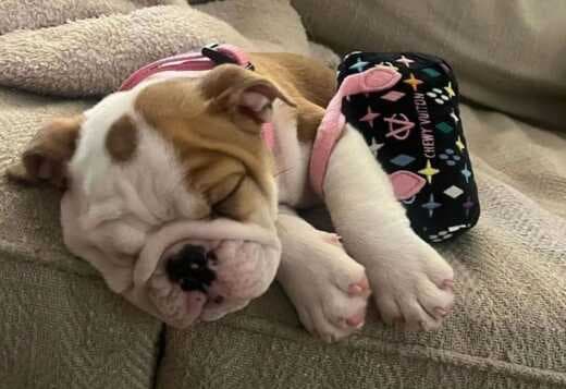 AKC Registered English Bulldog Puppies for Adoption