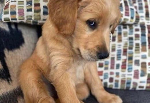 Registered Golden Retriever Puppies
