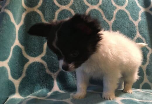 Adorable Papillon puppies