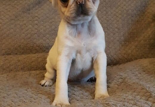 Pug Puppies Available For New Homes