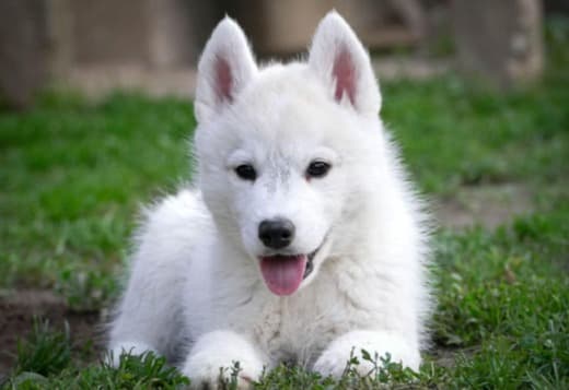 Siberian Husky male puppy
