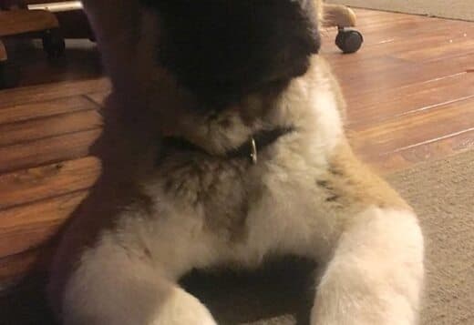 Healthy Male And Female American Akita Puppies Available
