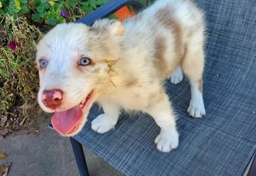 Cute Border Collie Puppies