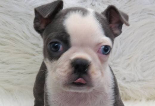 Healthy Boston Terrier Puppies Available