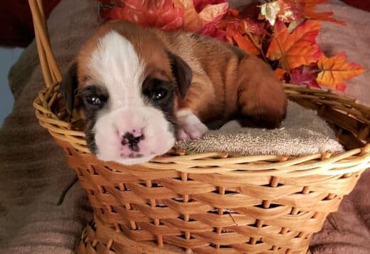 Healthy, Adorable Boxer Puppies Available