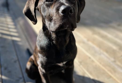 New Litter of Healthy Cane Corso Puppies for Adoption