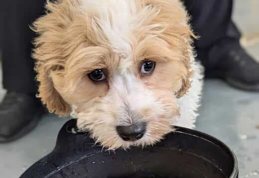Outstanding Quality Cavachon for rehoming