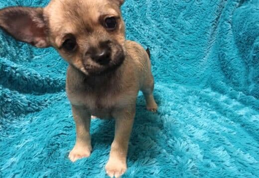 Potty Trained Chihuahua Puppies Looking for a New Home