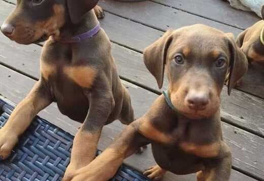 Home Raised Doberman Pinscher Puppies