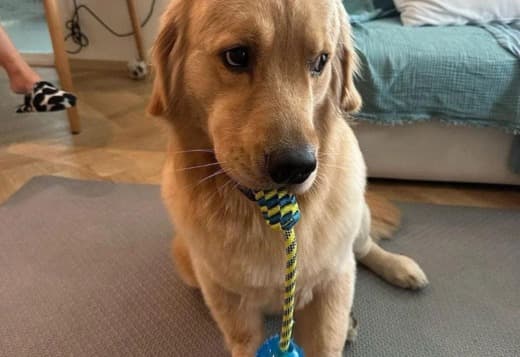 Registered Golden Retriever Puppies