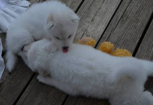 Adorable And Cute Little Samoyed Puppies
