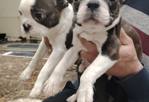 Boston terrier puppies