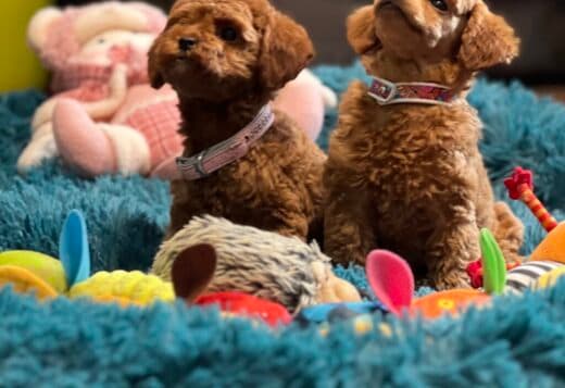 Toy Poodle puppies