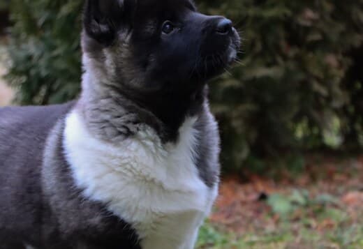 American Akita puppies