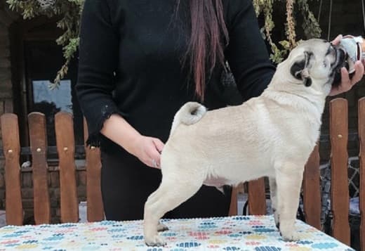 Pug  puppies