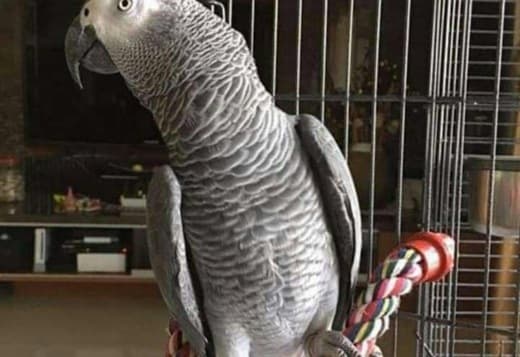 African Grey parrots