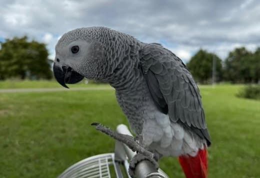 African grey parrots