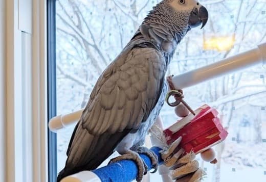 African Grey Parrots